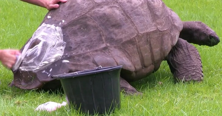 世界上最長壽的象龜「喬納森」年滿190歲，仍有交配能力且性別不拘