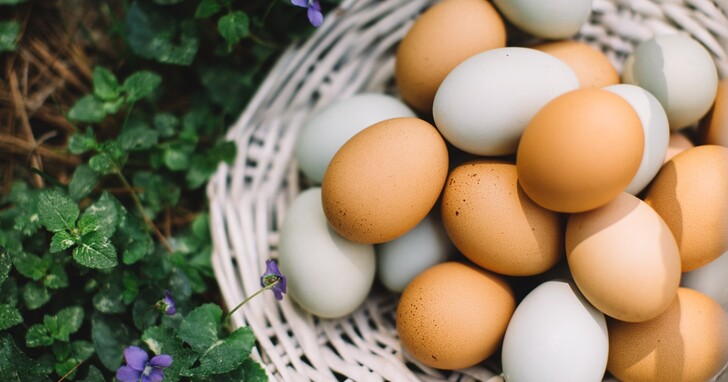 你今天吃蛋了嗎？回到鴨蛋風行年代，揭開雞蛋崛起之謎！