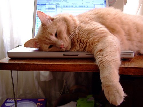 精選話題：五種貓咪會危害電腦的舉動