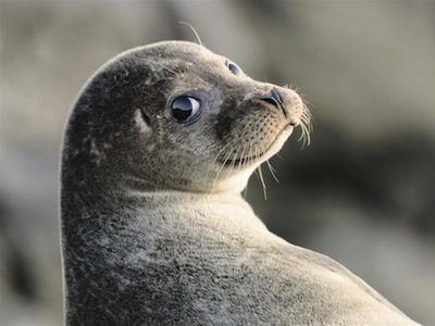 關心我們的地球！2012 英國野生生態攝影開獎，看動物的精彩生活