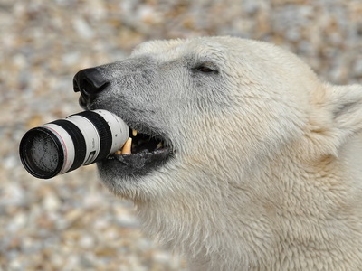 你看！北極熊嘴巴裡咬的是 Canon 相機鏡頭，好貴的悲劇啊！