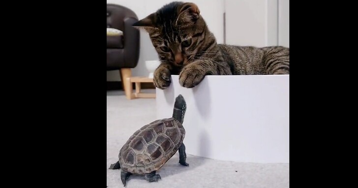 善用工具烏龜也會飛！日本網友家的烏龜Get滑板技能一年後可以追上貓，根本就是龜界的藤原拓海