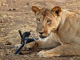 當獅子遇上 Canon 5D Mark II，究竟下場會如何呢？