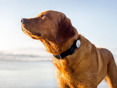 狗狗也有穿戴式裝置：Whistle 幫你監測愛犬的健康