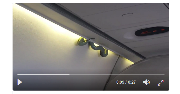 飛機上真的有蛇！墨西哥航空航機於飛行途中上演2016年真實版