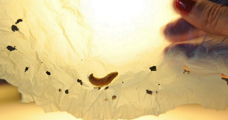 吃塑膠的毛蟲！科學家從它身上找到了垃圾處理的新方法