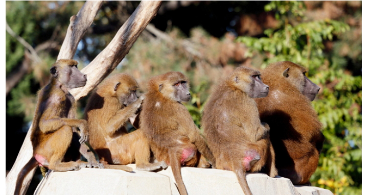 抓猴啦！巴黎動物園發生52隻狒狒集體「越獄」事件，近百名人力集結決戰猩球
