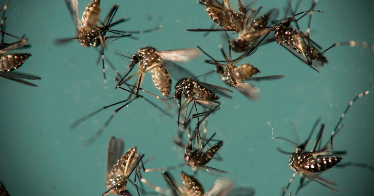 Google 母公司在實驗室蚊子工廠裡透過生物改造的方式，推動「蚊子滅絕計畫」