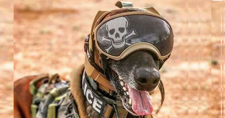為了保護軍犬值勤時免受聽力的損害，美軍開發出了CAPS狗狗聽力保護頭套