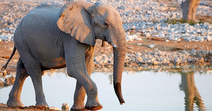 科學家如何利用衛星圖像，加上深度學習來統計非洲大象的數量？