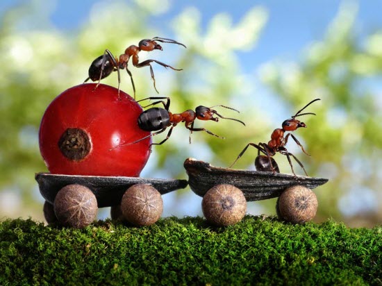 螞蟻活生生演出的驚奇照片，沒有 PS、攝影師如何做到？