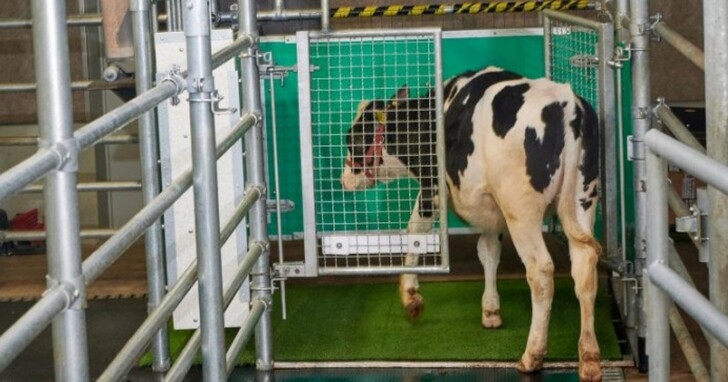 研究人員正在訓練讓乳牛自己上廁所，以減少污染物排放