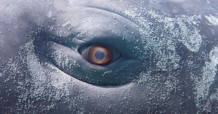 HTC VIVE Arts與藝術家曾吳合展出大型裝置藝術新作《Of Whales》