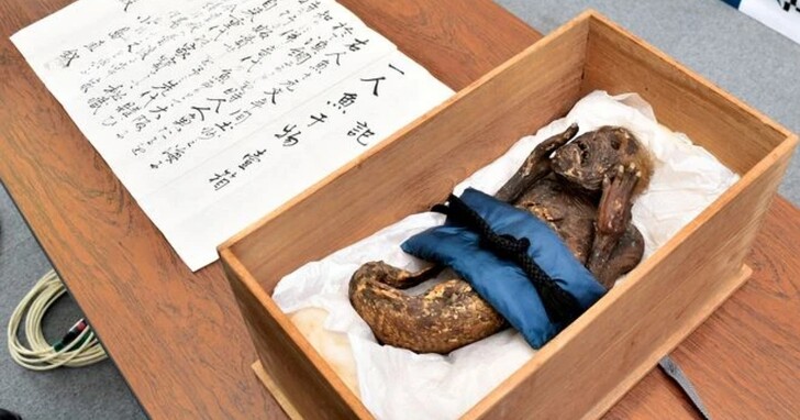 日本著名「円珠院人魚」報告出爐，三百年前木乃伊毛髮都驗出類人體組織了、DNA分析卻揭穿騙局