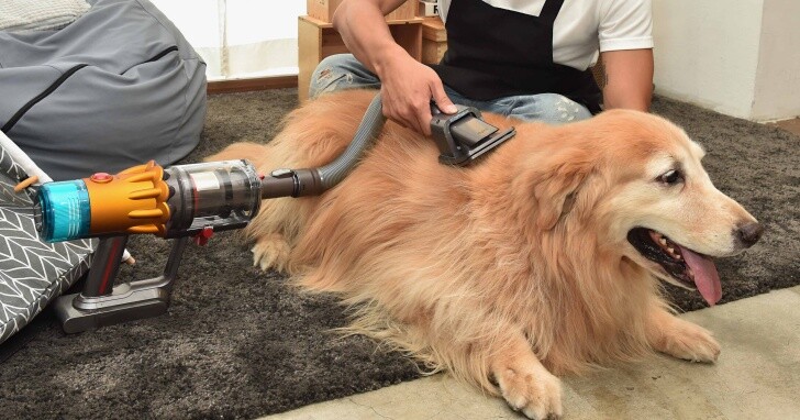 萌寵家庭清潔利器！Dyson 全新「毛髮清潔工具組」與無線吸塵器升級，打造健康寵物宅