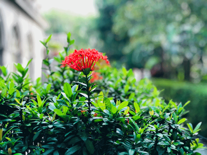 iPhone Xs Max 景深光圈調整實測，是不是真的媲美專業相機的光圈變化呢？ T客邦