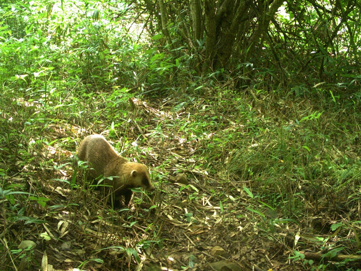 核洩露十年後的日本福島：從禁區變野生動物「天堂」