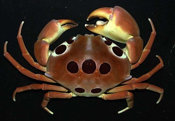 紅斑瓢蟹有強有力的大螯｜calphotos.berkeley.edu