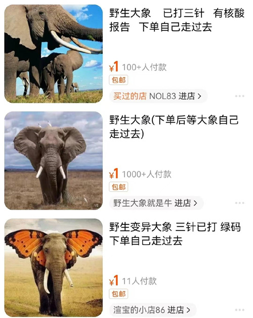 居家隔離太無聊，國網民社群開始流行在網路上用一塊錢買「野生大象」