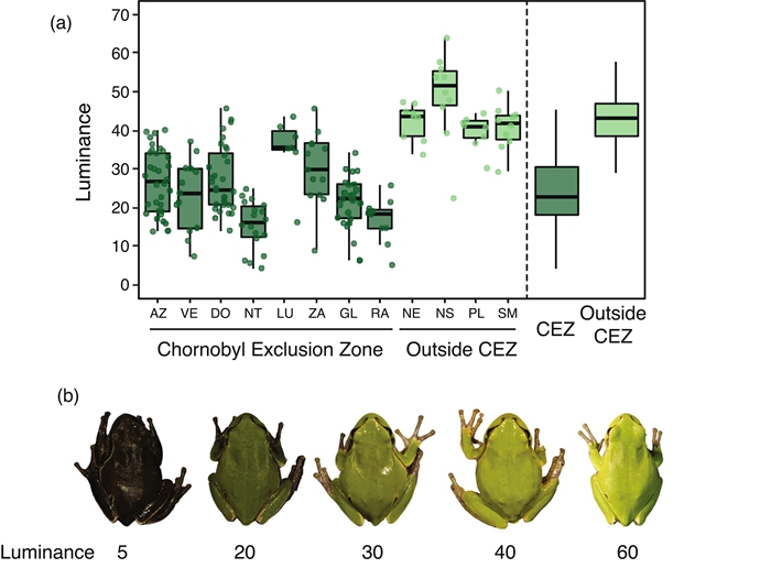 進化在發揮作用：科�家發現車諾比爾禁區內的青蛙由綠色進化為黑色