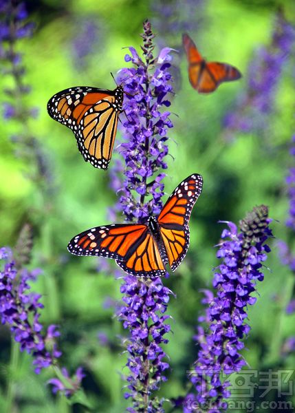 像是蝴蝶或蜜蜂都有迴圈的覓食習慣，所以只要掌握這習性，就能在定點拍到滿意的影像作品。
