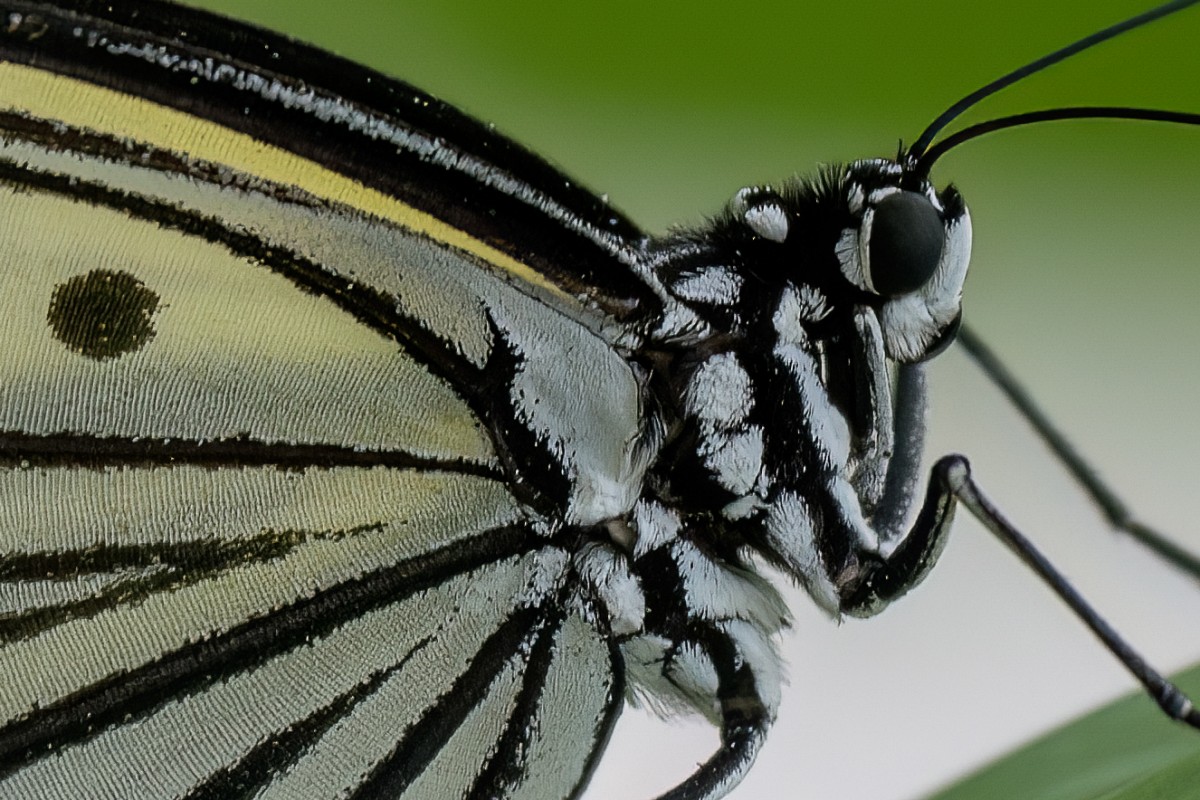 這張是上圖對焦處的 100% 裁切，完全展現出 SEL70200G2 優異的畫質表現，從大白斑蝶的複眼、軀幹乃至於翅膀上的毛與紋理細節都清晰可辨。