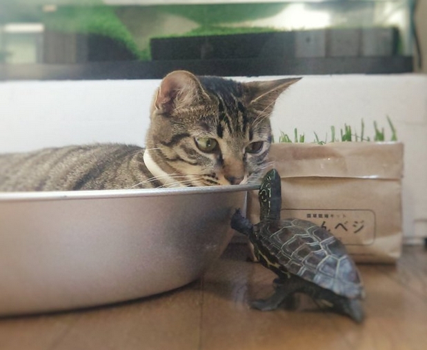 善用工具烏龜也會飛！日本網友家的烏龜Get滑板技能一年後可以追上貓，根本就是龜界的藤原拓海