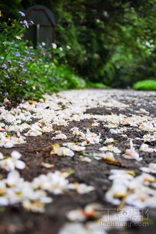 油桐花很容易被雨水打落，若是雨天或雨後前往拍攝，除了較危險外也不易拍到好看的畫面。