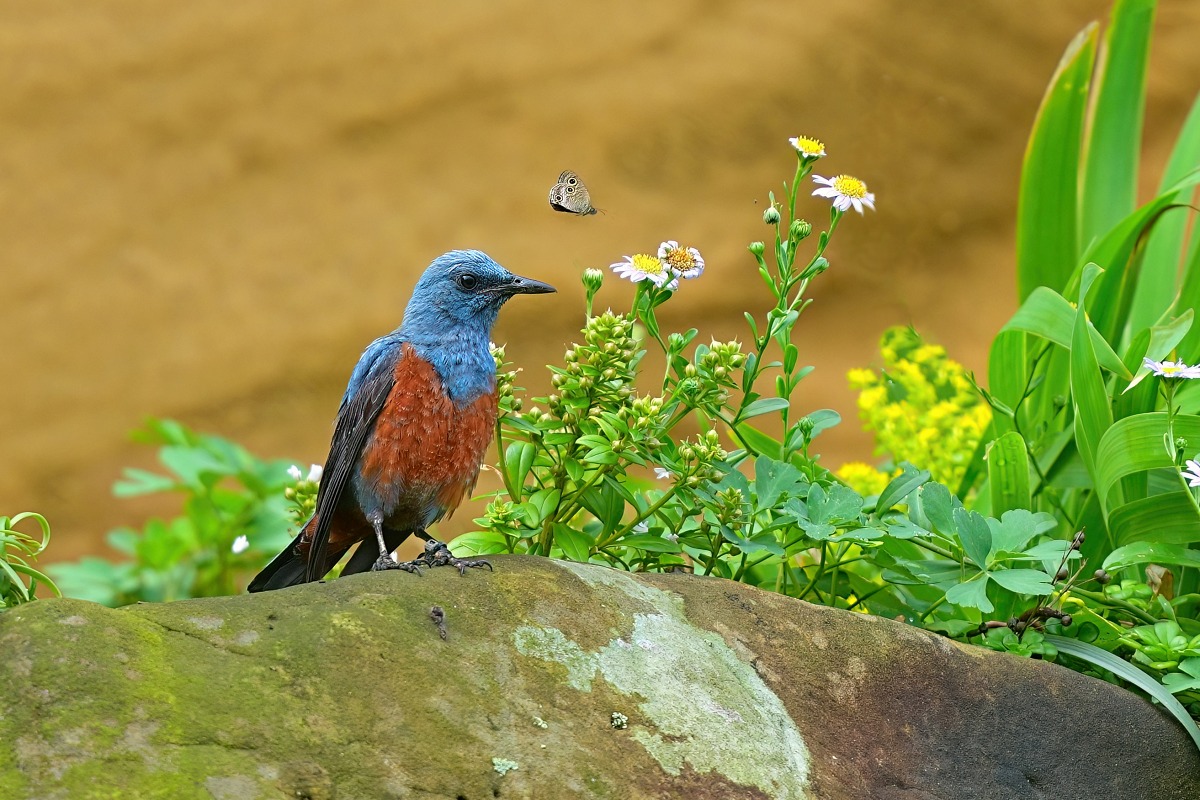 Sony α9 III + SEL300F28GM + SEL20TC，F5.6、1/250s、ISO 250。藍磯鶇（看大圖）