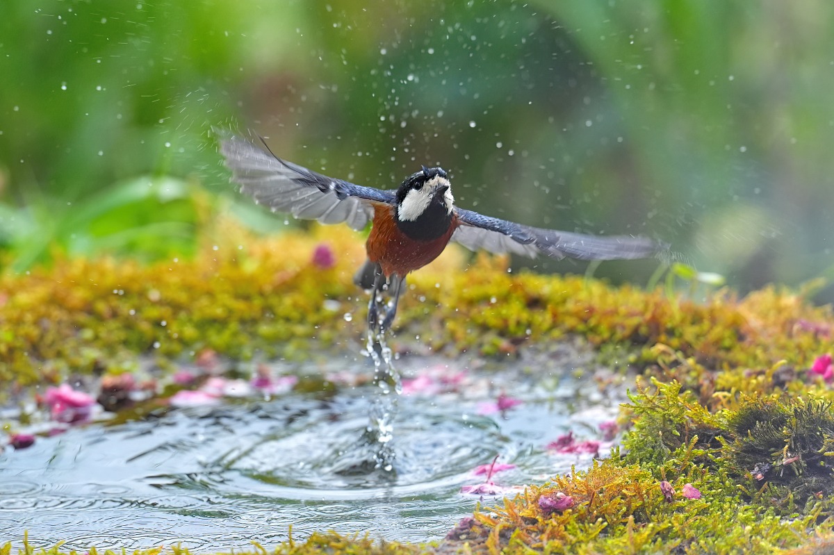 Sony α9 III + SEL600F40GM，F4、1/2000s、ISO 1600，赤腹山雀（看大圖）