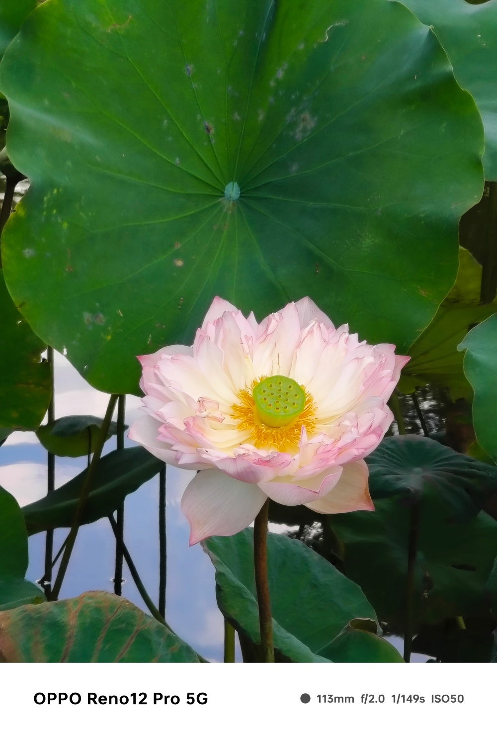 OPPO Reno 12 Pro 實測,讓 AI 更親民的新一代中階手機