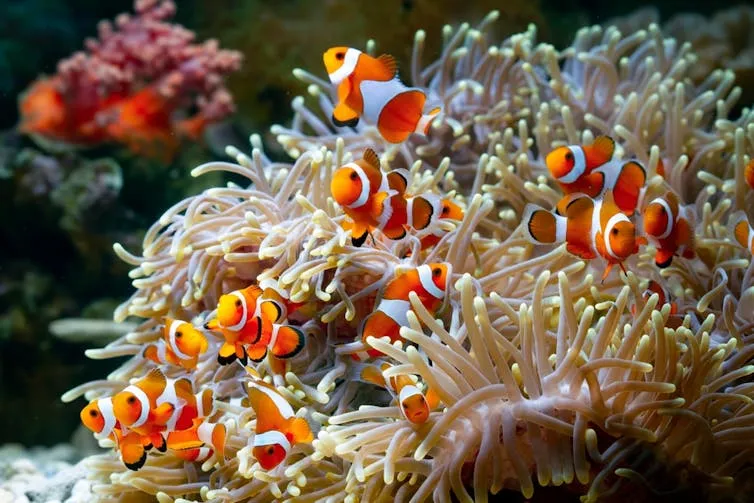小丑魚以與海葵互利共生的關係而聞名。圖片來源：Kurit Afshen/Shutterstock