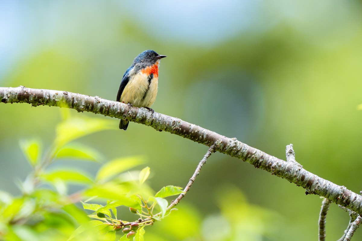 Sony α9 III + SEL400800G，800mm、F8、1/2500、ISO 3200，紅胸啄花（看大圖）