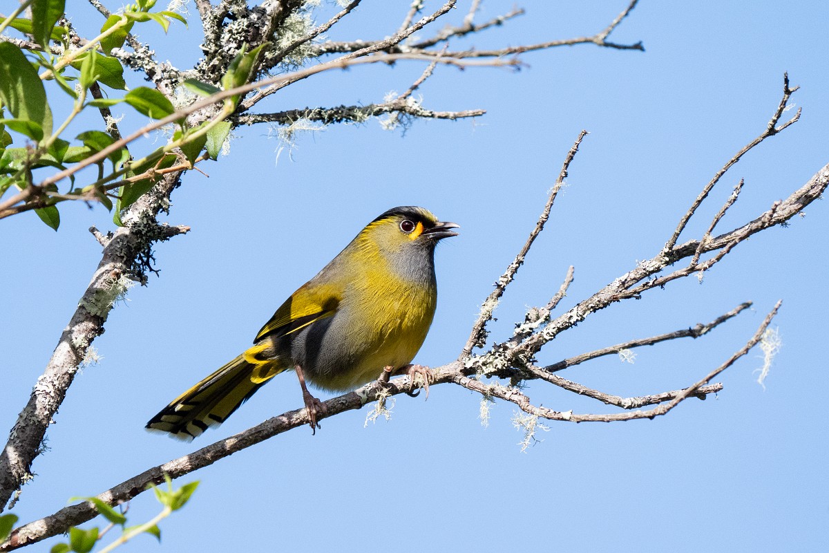 Sony α9 III + SEL400800G，800mm、F8、1/6400、ISO 3200，黃胸藪眉（看大圖）