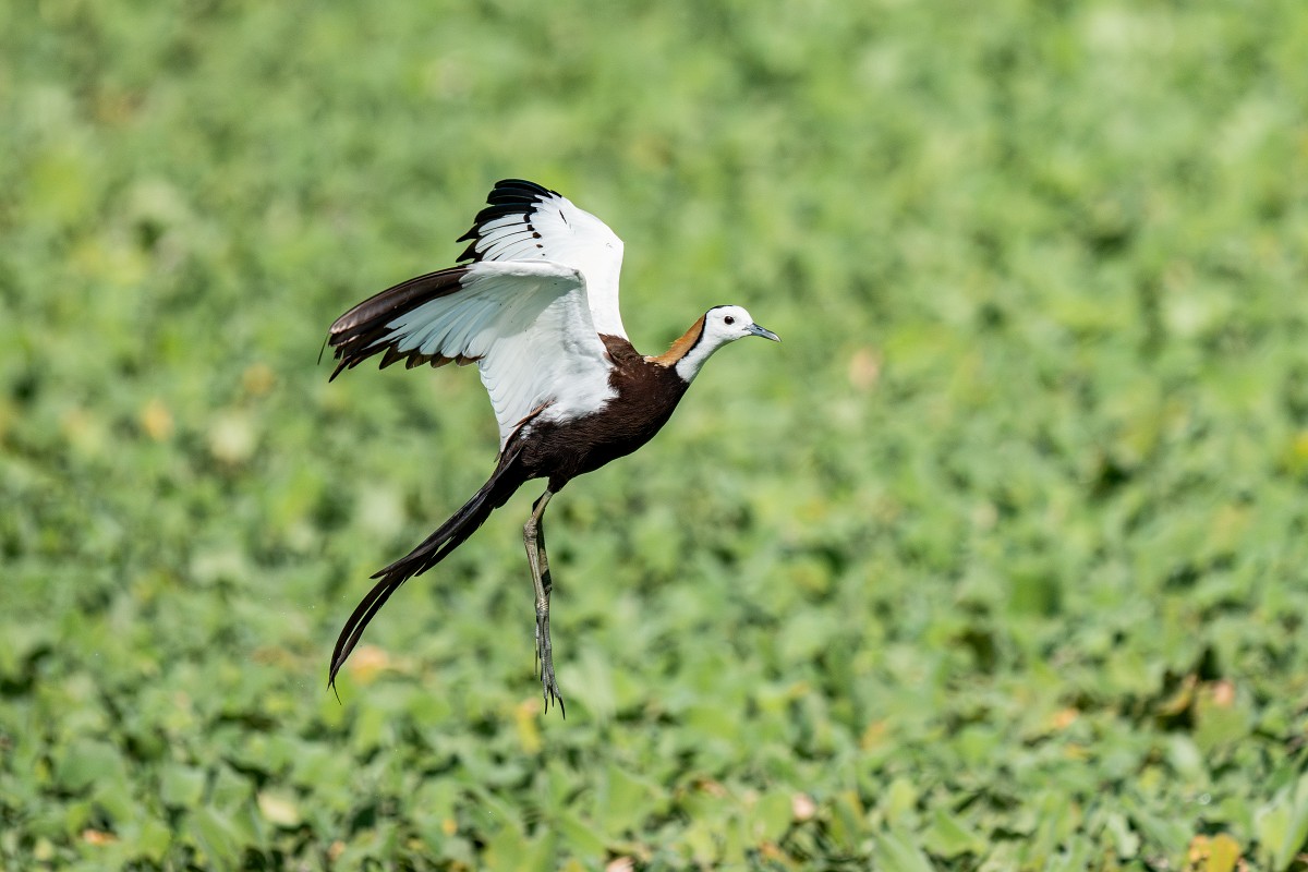 Sony α9 III + SEL400800G，800mm、F8、1/1600、ISO 3200，水雉（看大圖）