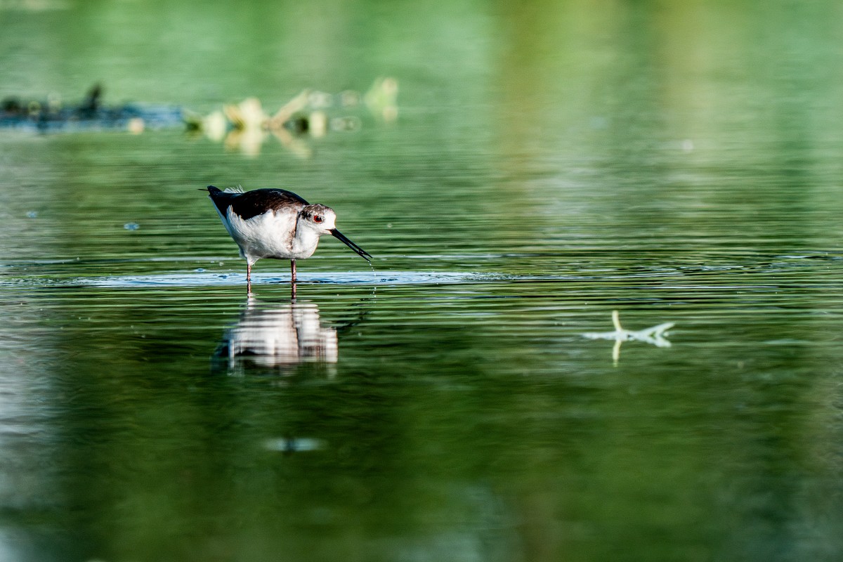 Sony α1 II + SEL400800G + SEL20TC，1600mm、F16、1/800、ISO 2000，高蹺鴴（看大圖）