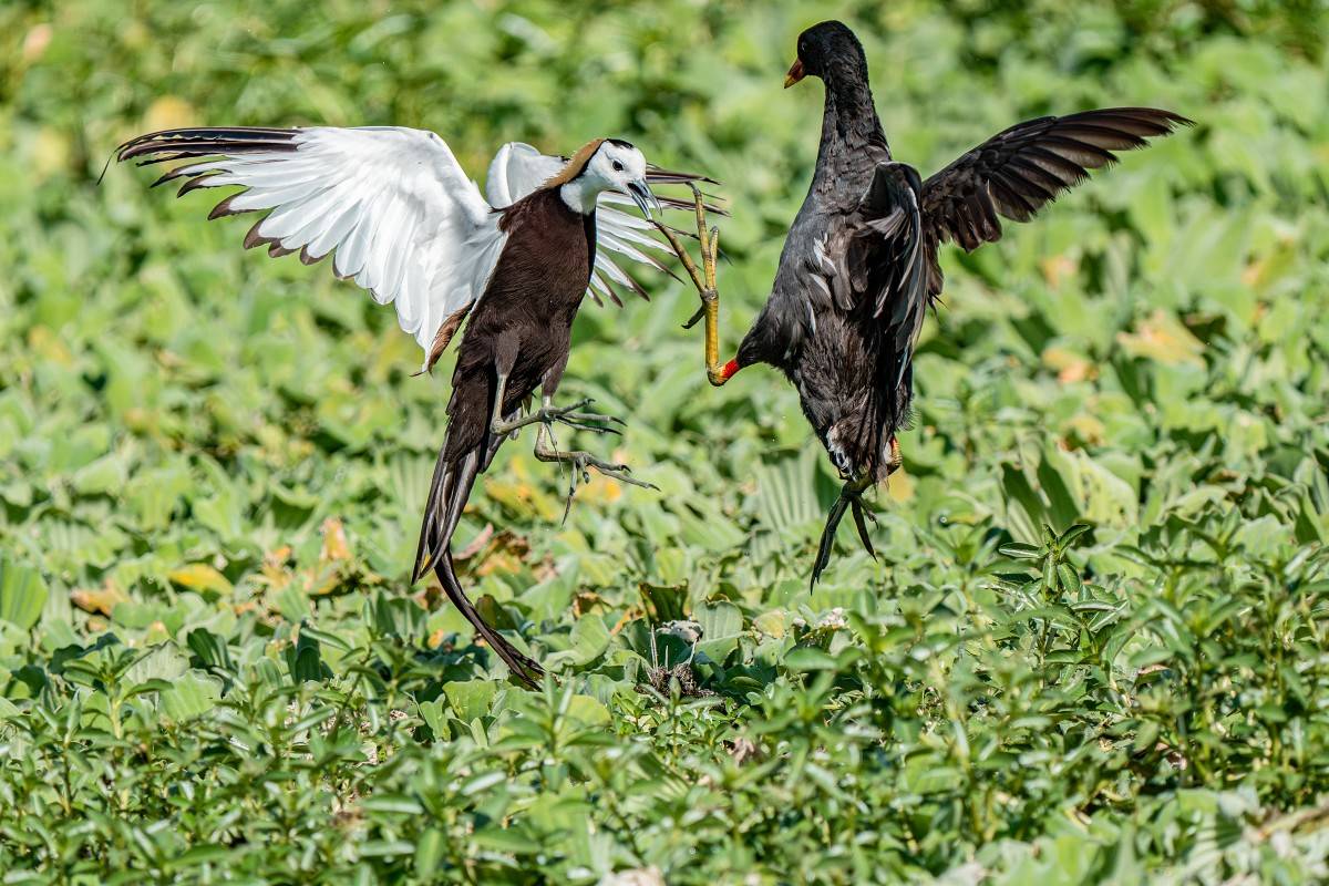 Sony α9 III + SEL400800G，800mm、F8、1/5000、ISO 1600，水雉與紅冠水雞（看大圖）