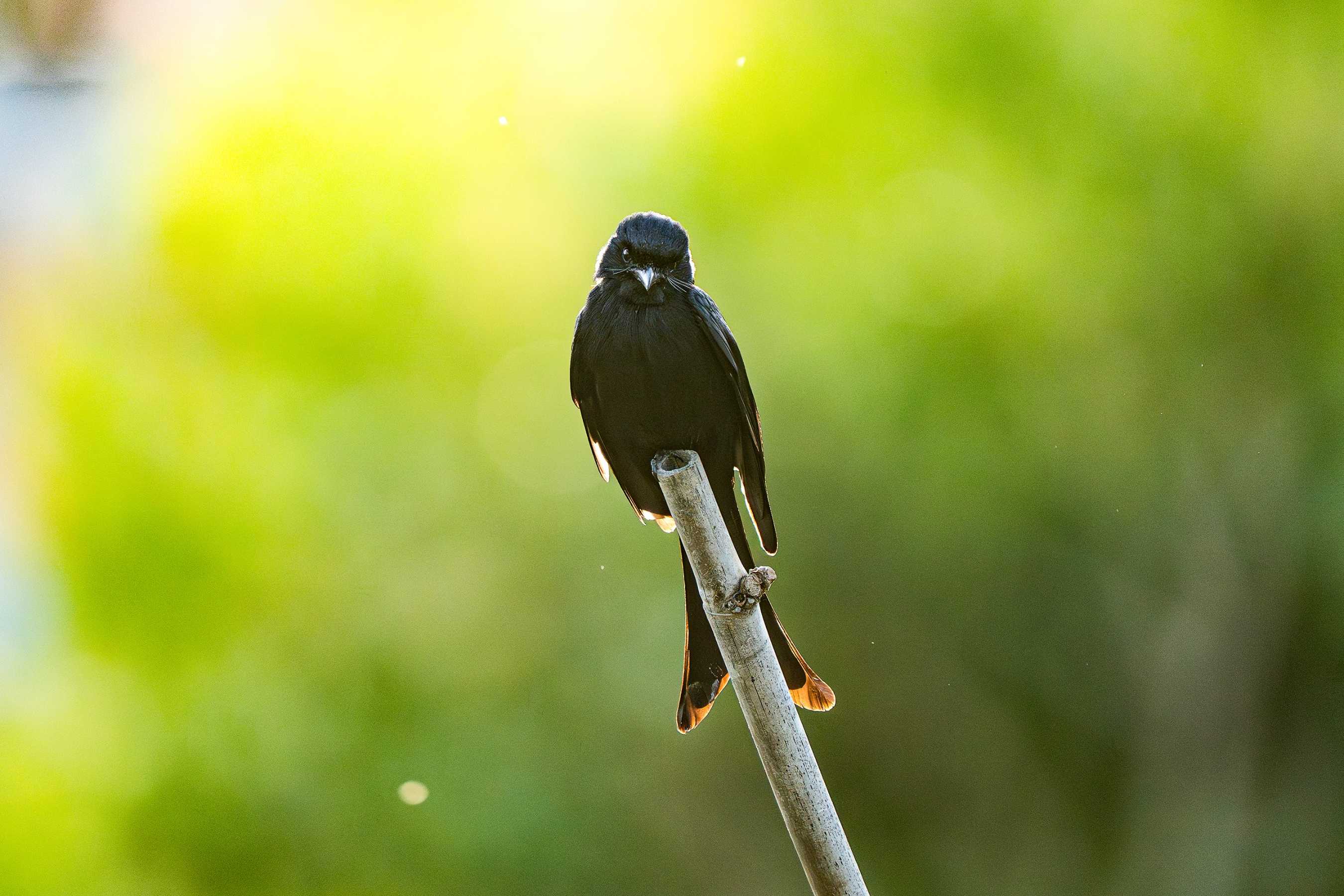 探尋山林原野間的飛羽身影，攝影師蘇亮宇與 ZEISS SFL 50 雙筒望遠鏡的深度對話