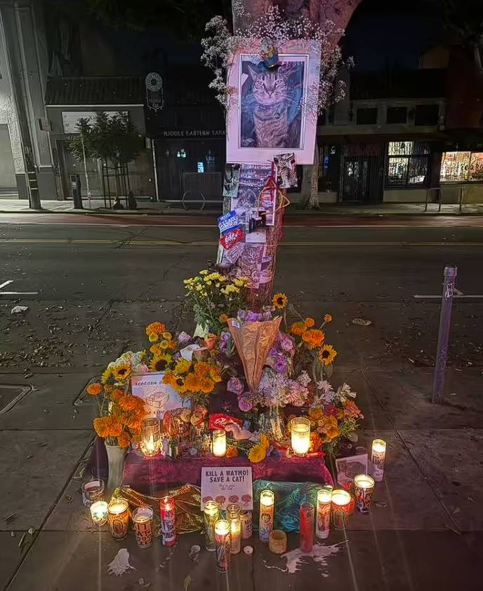 自駕車撞死「貓市長」惹眾怒！Waymo 演算法被轟：連貓都躲不掉？