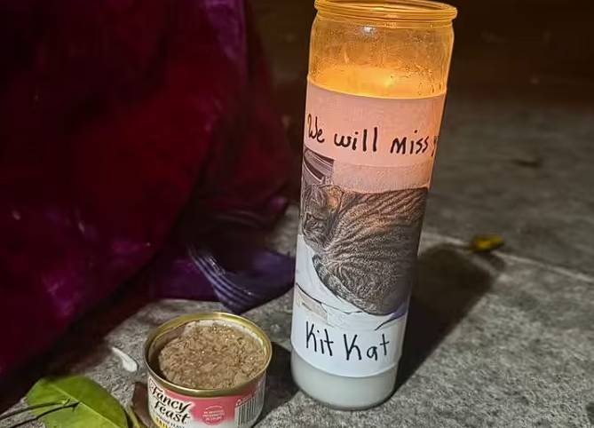 自駕車撞死「貓市長」惹眾怒！Waymo 演算法被轟：連貓都躲不掉？