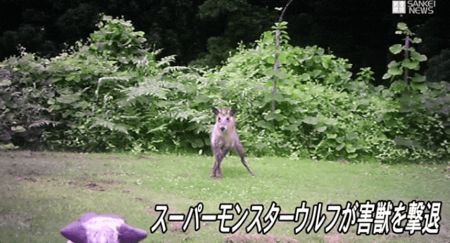 日本「機器狼」紅到國外！雙眼冒紅光、大吼 90 分貝，變身超獵奇「驅熊神器」