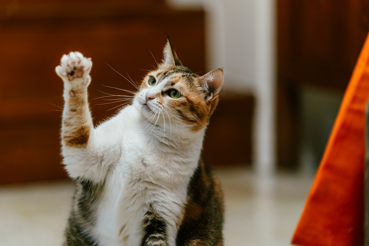 高畫素帶來更多創作的彈性,攝影師黃柏雯談 Sony α7R V 深度實戰心得