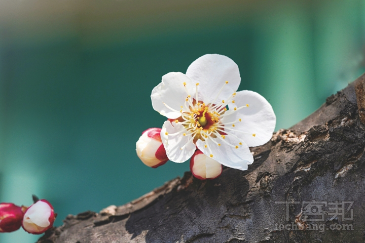 長焦距鏡頭適合特寫單朵梅花或油菜花，可輕易讓主體突顯出來。