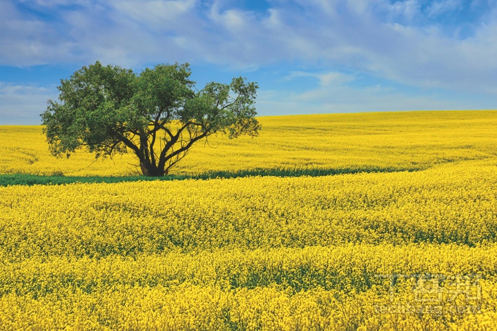 接近滿開的油菜花田最具視覺張力，可呈現數大便是美的感受。