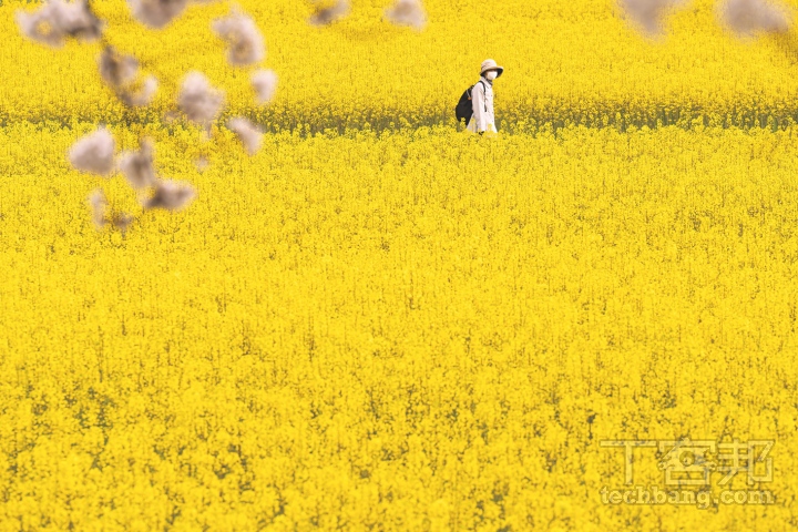在滿開的油菜花田將人物安排在適當位置，可達到畫龍點睛的效果。