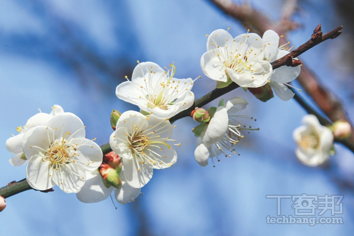 用鏡頭捕捉花況完整的梅樹枝段，可呈現出梅花在枝幹的自然美感。