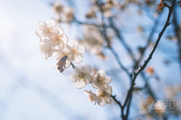 若遇到有蜜蜂在花瓣中採收花粉的畫面，記得千萬不要錯過了。