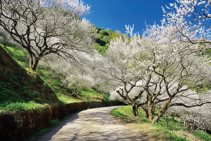 南投信義鄉的梅花寒流過境後，往往大面積綻放，十分壯觀。