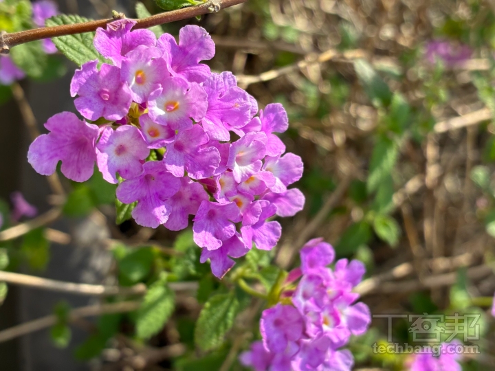 單鏡頭自動拍攝雖說是單鏡頭配置，也沒有提供微距拍攝，但近拍效果還是很不錯，也能自動營造景深效果。