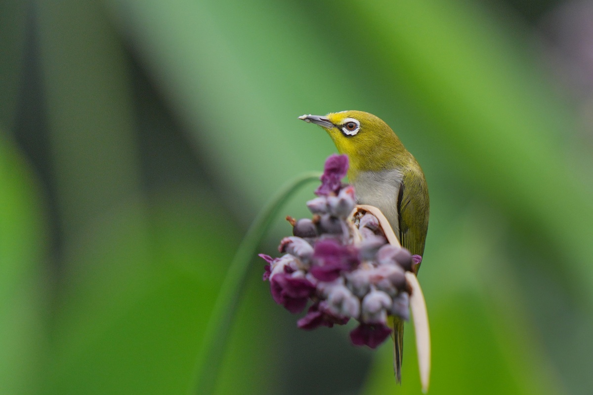 Sony α7R VI + FE 400mm F2.8 GM OSS + SEL14TC、560mm，F4、1/2000s、ISO 320。（看大圖）